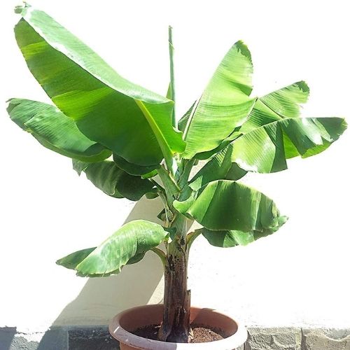 Are banana trees hot sale toxic to dogs